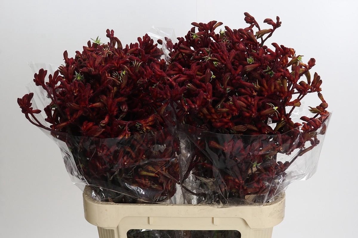 <h4>Anigozanthos Early Spring</h4>