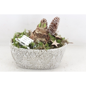 arr4 Amaryllis JS - Ker. ovaal christmas 335/4