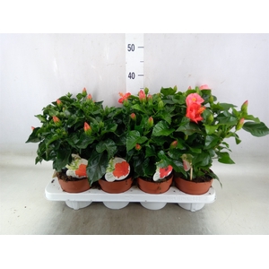 Hibiscus rosa-sin. 'Sunny'  ..mix