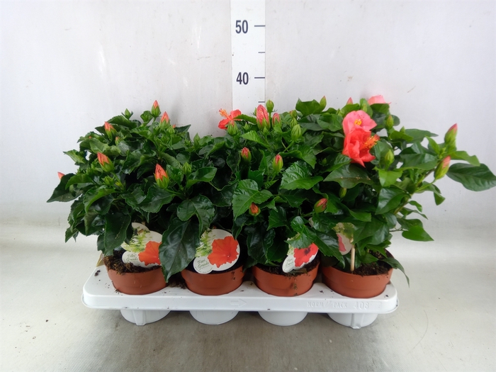 <h4>Hibiscus rosa-sin. 'Sunny'  ..mix</h4>