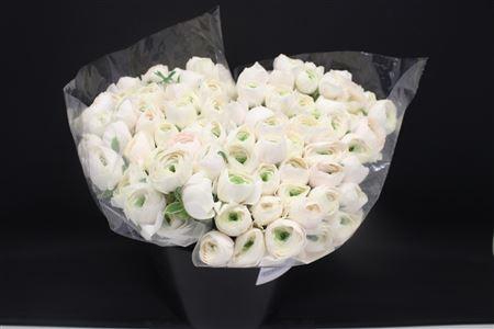 <h4>Cloni X Hanoi X100</h4>