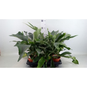 Platycerium bifurc.