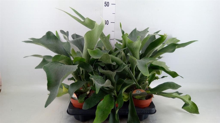 <h4>Platycerium bifurc.</h4>