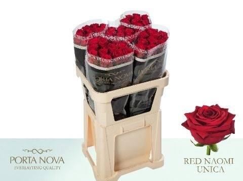 <h4>Rosa gr Red Naomi</h4>