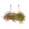 PORTULACA C21