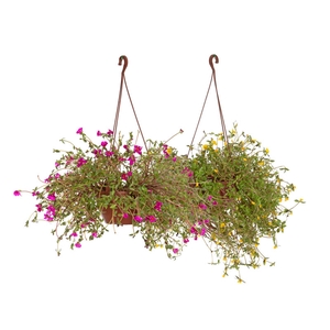 PORTULACA C21