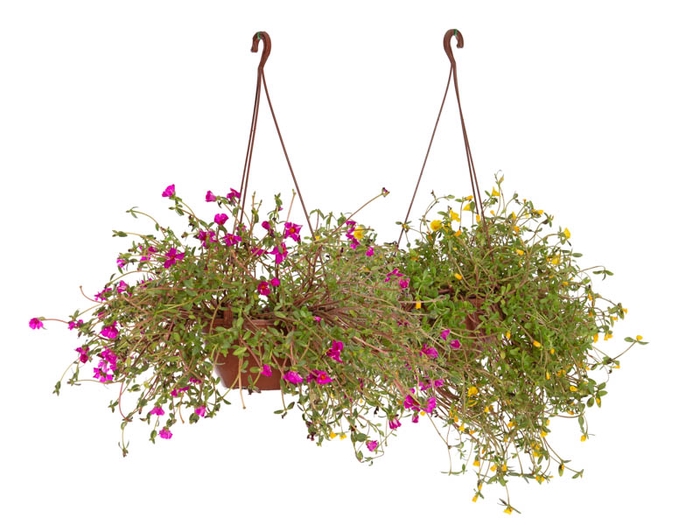 PORTULACA C21