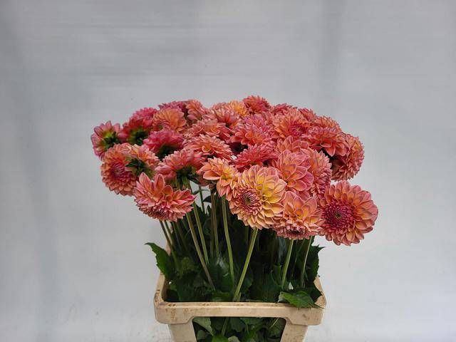 <h4>DAHL LINDAS BABY</h4>