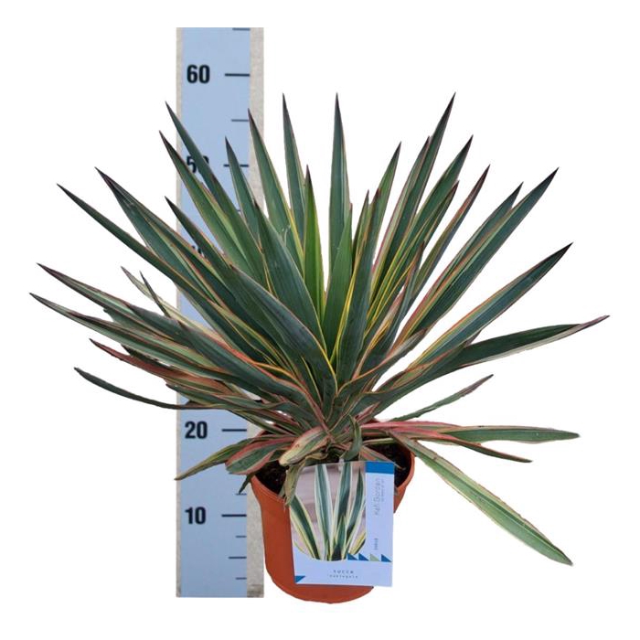 <h4>Yucca gloriosa 23Ø 50-60cm 1Head</h4>