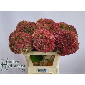 Hydr M Glow Alps Cl 80-22