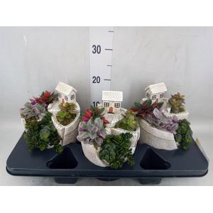 Arr.   Kamerplant Groen H%