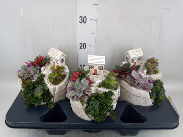 <h4>Arr.   Kamerplant Groen H%</h4>