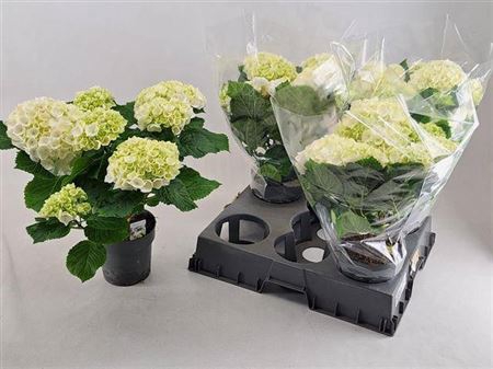 <h4>Hydr M Crystal Palac 5-7 Bloemen++</h4>