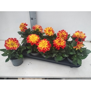 DAHL DAHLEG TRICOLOR