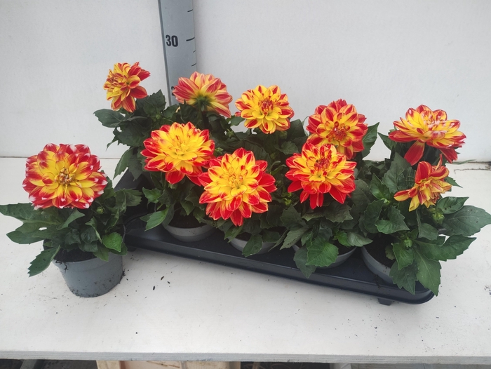 <h4>DAHL DAHLEG TRICOLOR</h4>