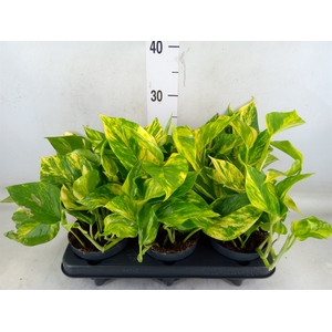 Epipremnum pinn. 'Hicolor'