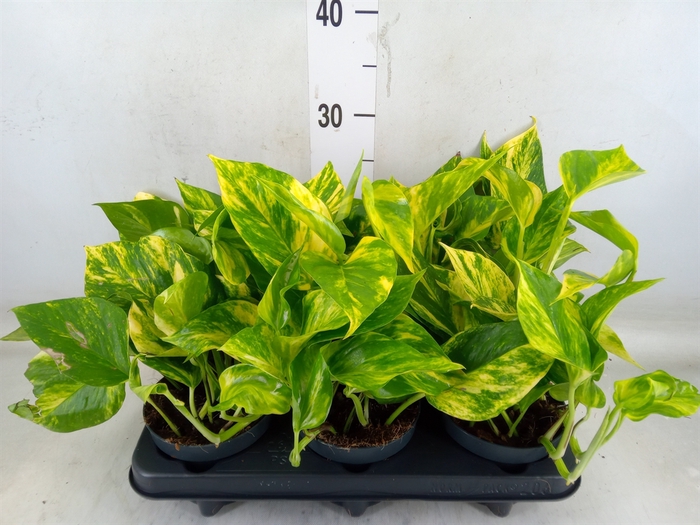 <h4>Epipremnum pinn. 'Hicolor'</h4>