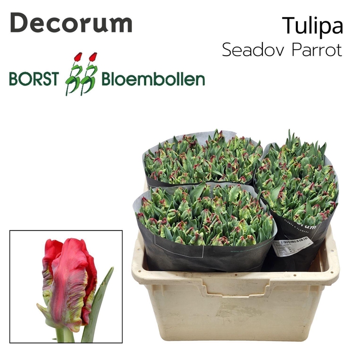 <h4>TU PA SEADOV PARROT</h4>