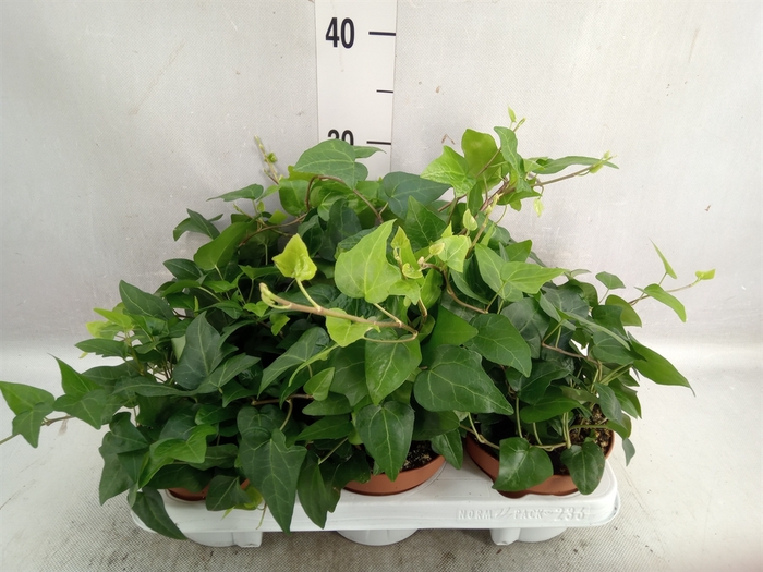 <h4>Hedera helix 'Mein Herz'</h4>