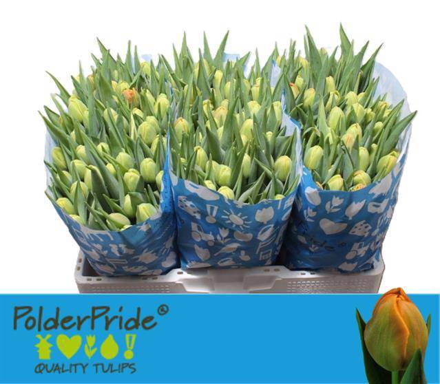 <h4>TU DU ICOON</h4>