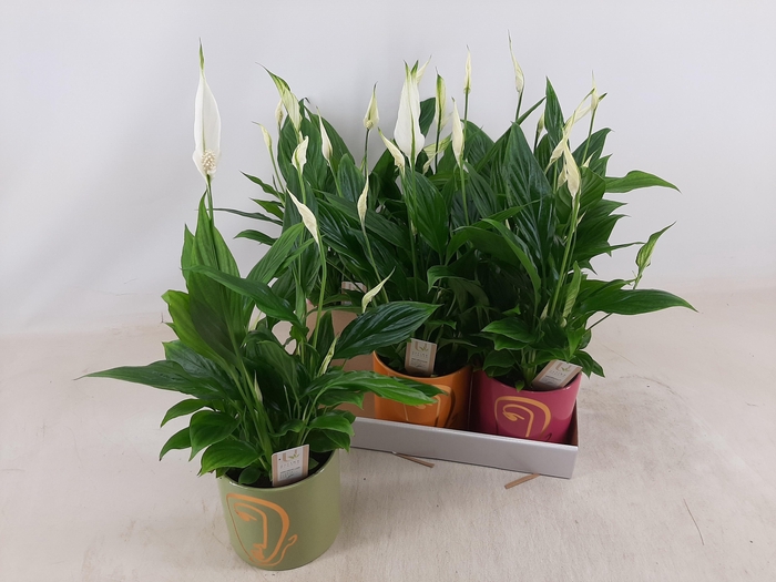 <h4>SPATH BELLINI</h4>