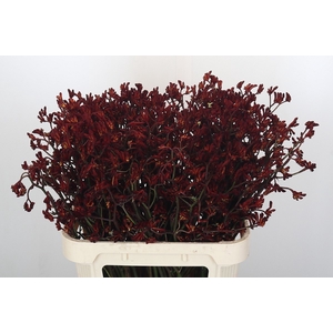 ANIGOZ BUSH RUBY