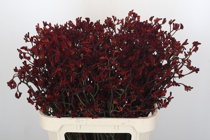 <h4>ANIGOZ BUSH RUBY</h4>