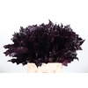Quercus Kl Bh Aubergine