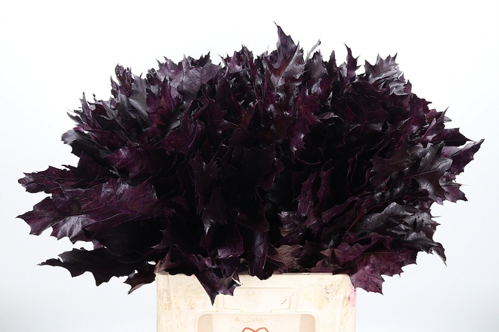 Quercus Kl Bh Aubergine