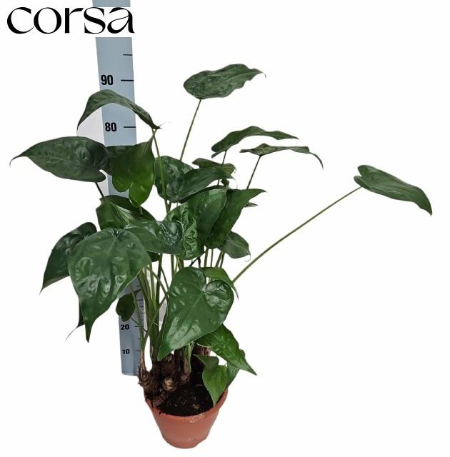 <h4>ALOC CUCULLATA</h4>