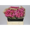 Rosa Tr Purple Queen