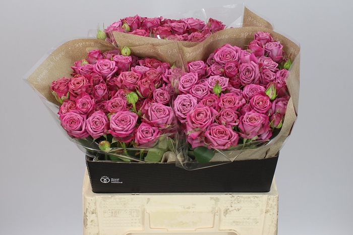 <h4>Rosa Tr Purple Queen</h4>