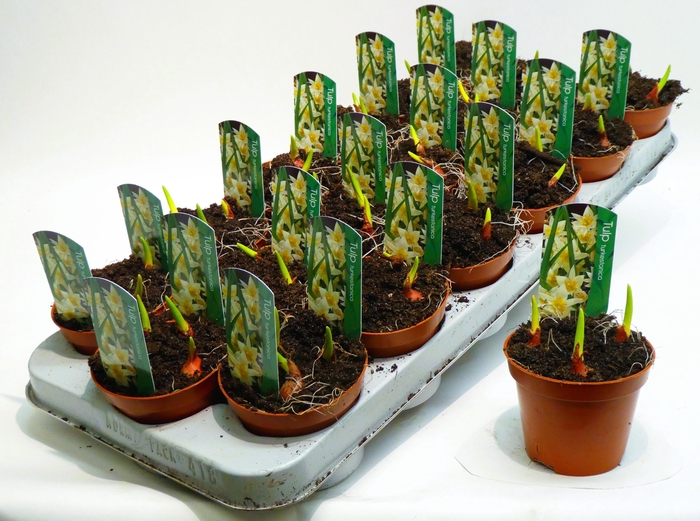 <h4>tulpturkestanica9cm</h4>