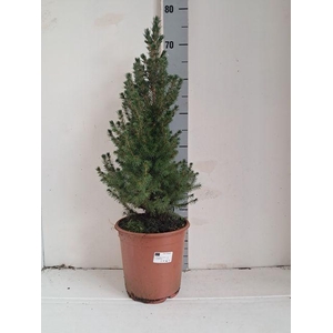PICEA GL CONICA