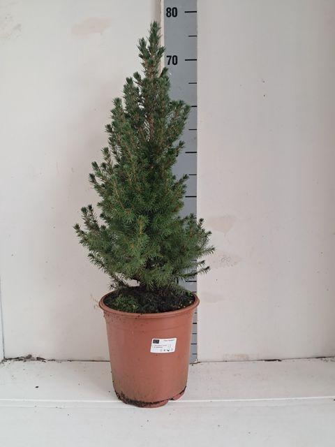 <h4>PICEA GL CONICA</h4>