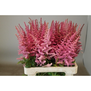 Astilbe Loud And Proud
