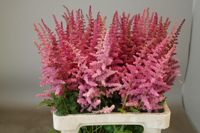 <h4>Astilbe Loud And Proud</h4>