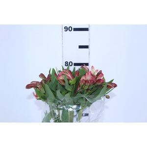 ALSTROEMERIA MILOS 080 CM