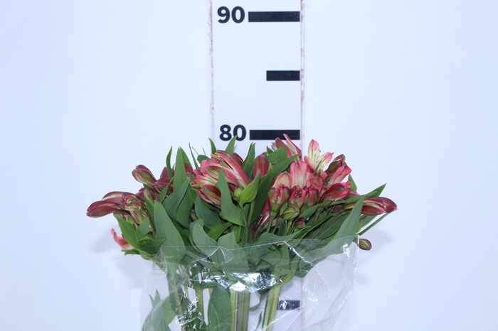 ALSTROEMERIA MILOS 080 CM