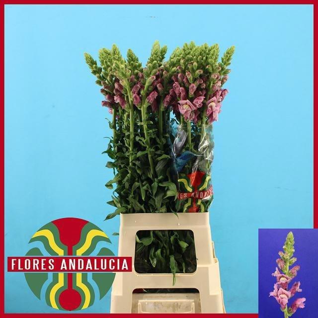 <h4>Antir Poto Lavend</h4>