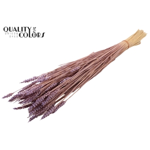 Triticum (sunbleached) per bunch Frosted Milka