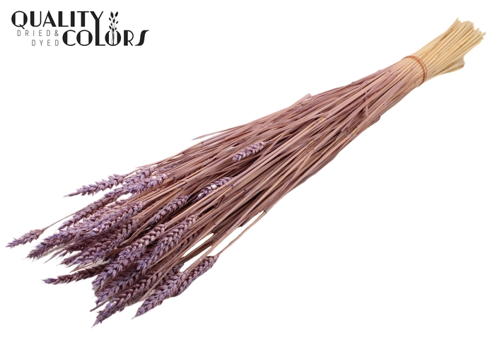 <h4>Triticum (sunbleached) per bunch Frosted Milka</h4>