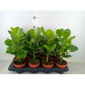 Clusia rosea 'Princess'