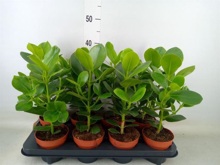 <h4>Clusia rosea 'Princess'</h4>