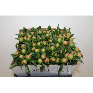 Paeo L Pink Hawaiian Coral