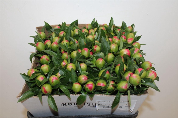 <h4>Paeo L Pink Hawaiian Coral</h4>