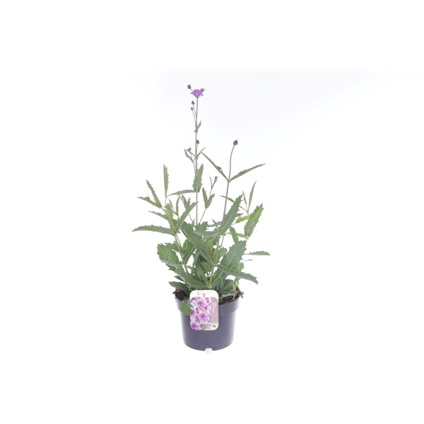 <h4>Verbena rigida Venosa</h4>