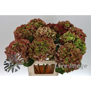 Hydrangea glowing alps classic