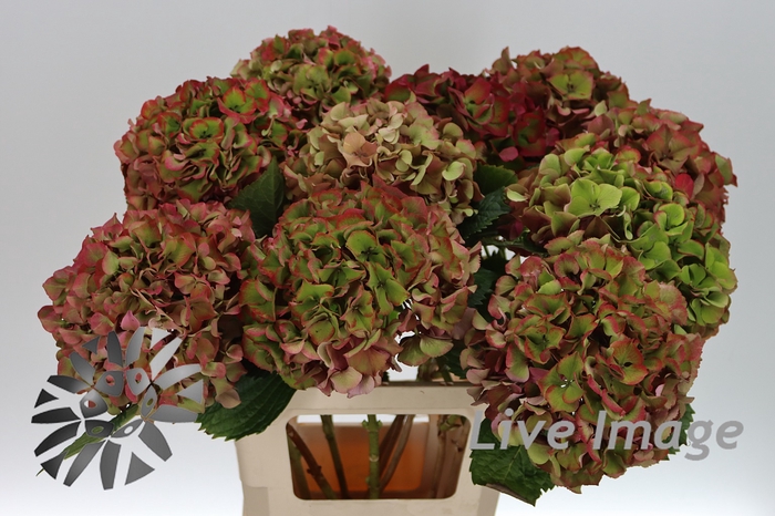 <h4>Hydrangea glowing alps classic</h4>