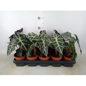 Alocasia amazonica 'Polly'